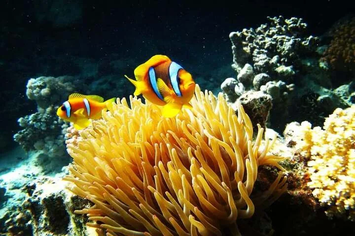 Sharm EL-Lole "Zaina Camp" Výlet na pláž z Marsa Alam